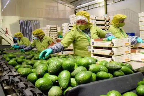La palta peruana apunta a los mercados asiáticos. Foto: ANDINA/Difusión