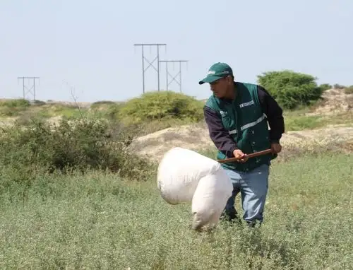 Especialistas del Senasa ejecutaron acciones de control de plagas y campañas de vacunación del ganado para mitigar posibles del Fenómeno El Niño en el sector agropecuario. ANDINA/Difusión