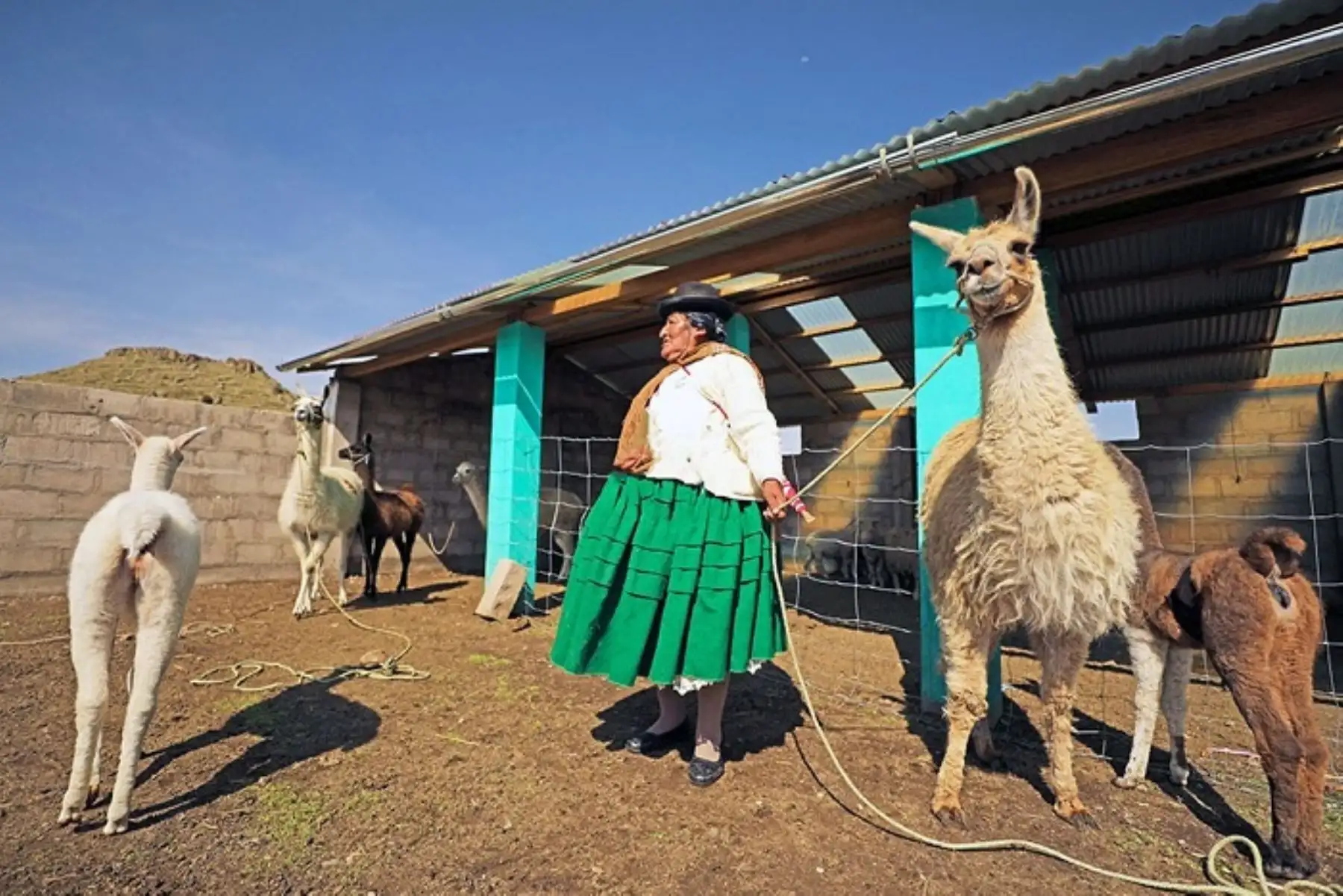 Para este 2024, la meta de Agro Rural es implementar 3080 módulos cobertizos que permitirán la protección de 369,600 alpacas y ovinos.