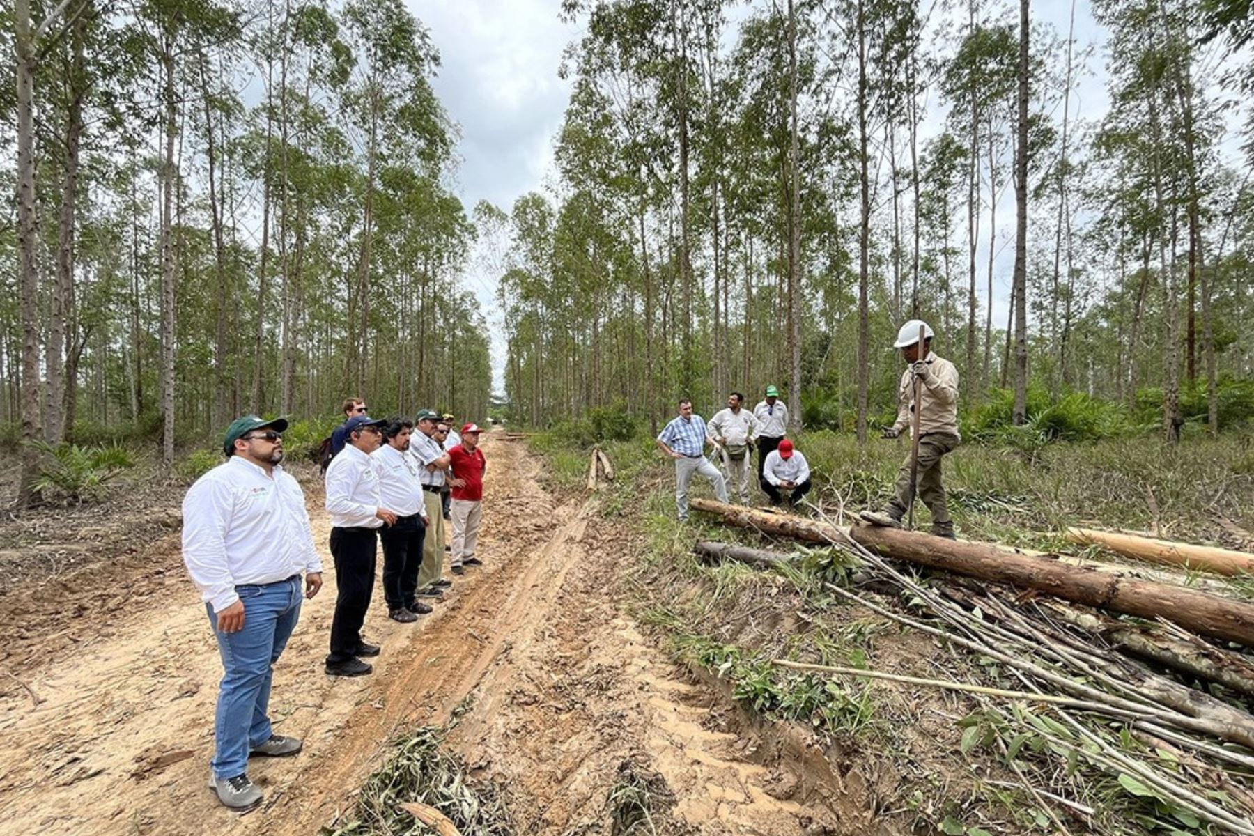 RFOR y GORE Ucayali firman convenio para fortalecer la gestión forestal en la región