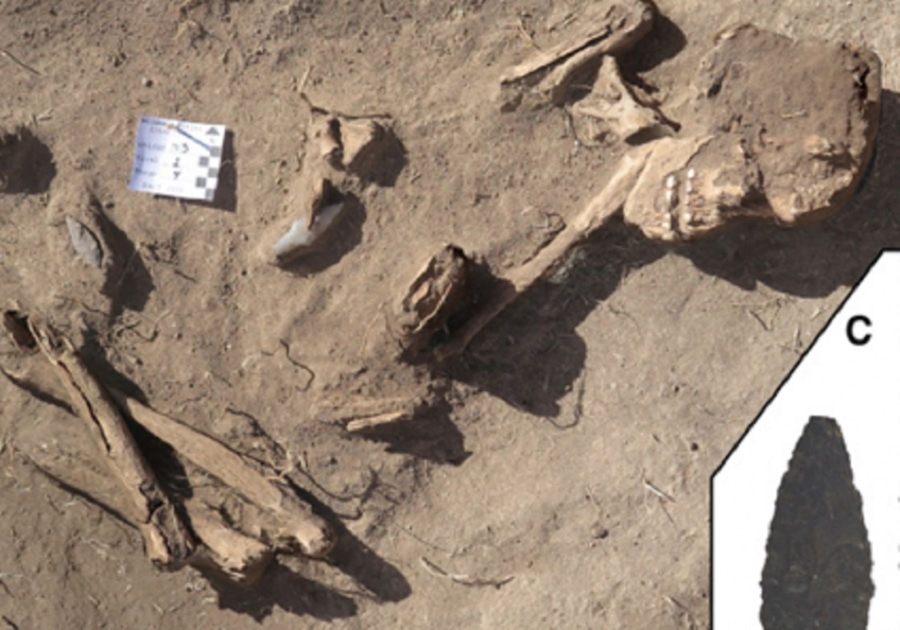 La concepción sobre los primeros seres humanos como "cazadores-recolectores" debería invertirse por "recolectores-cazadores", por lo menos en los Andes sudamericanos, según revela la investigación de un equipo de arqueólogos de la Universidad de Wyoming tras analizar osamentas descubiertas en un cementerio prehistórico en la región Puno.