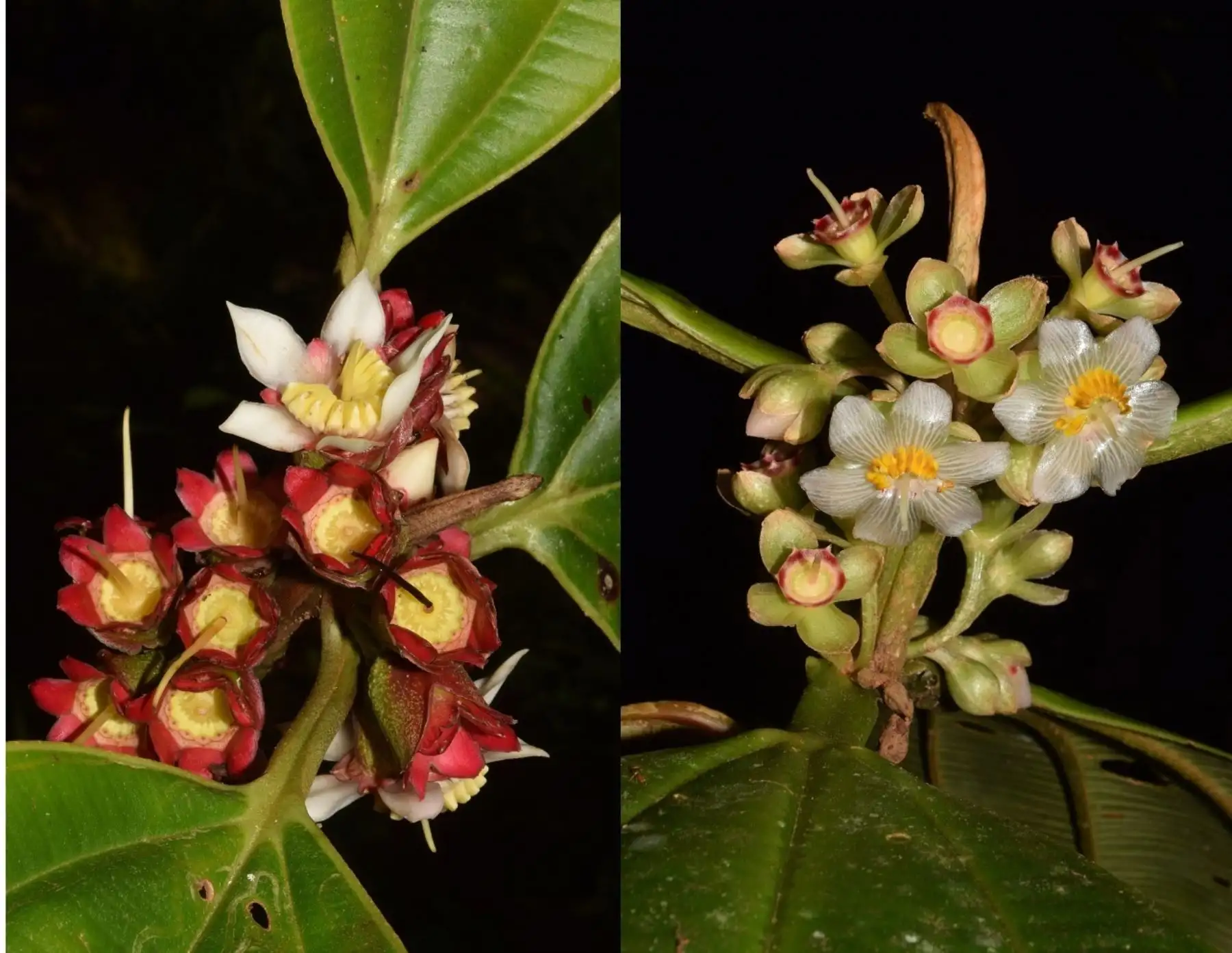 Blakea leoniae y Blakea quinta son dos de las siete nuevas especies de plantas en la Amazonía peruana. Foto: Sernanp