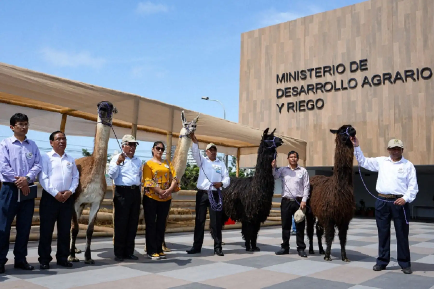 Camélidos oriundos de la región andina. Foto: Cortesía.