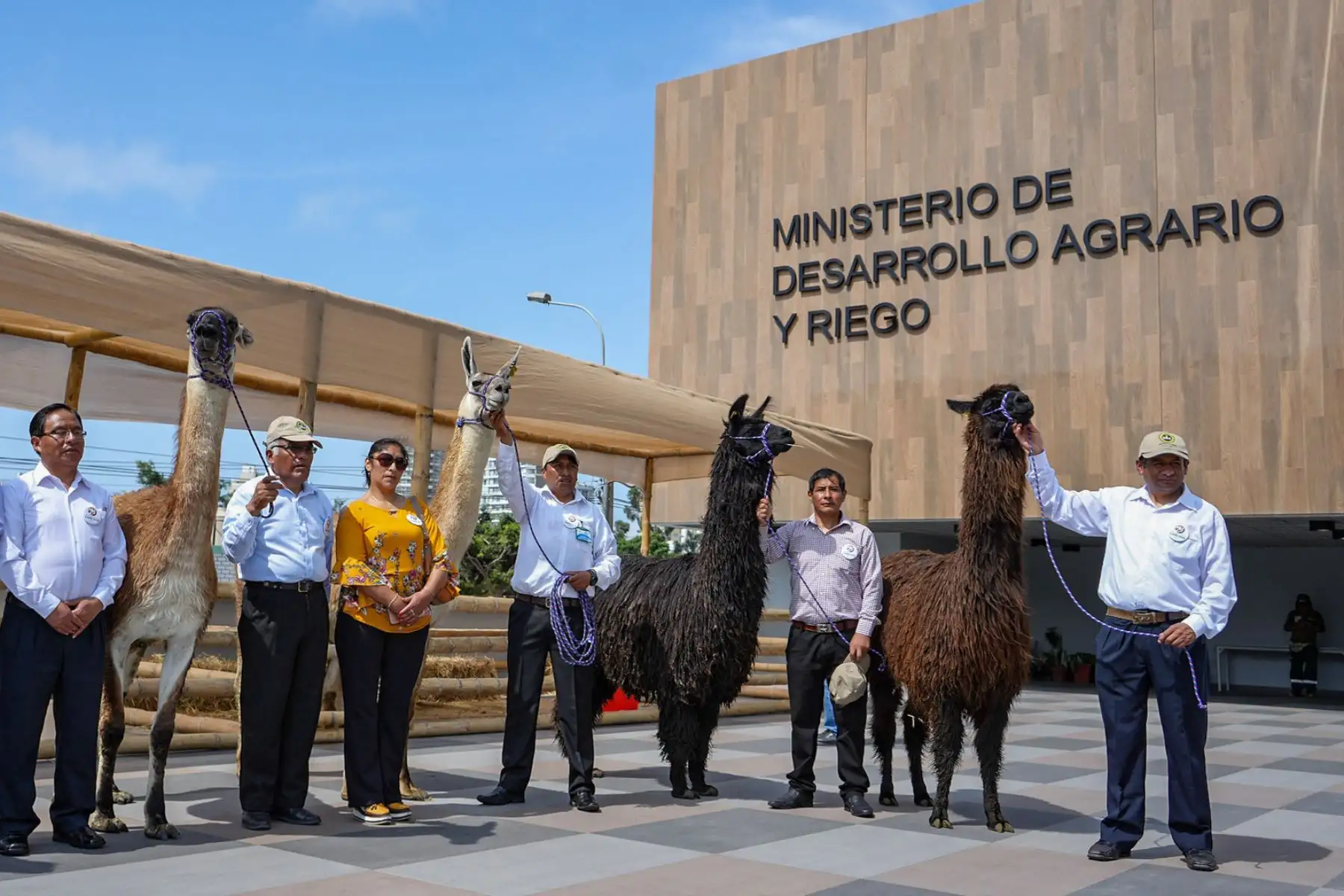Este lanzamiento es vital para resaltar que el Perú es el primer productor mundial de fibra de alpaca y vicuña, y el país que alberga la mayor población de camélidos en el mundo; superando los 4.5 millones de llamas, alpacas, vicuñas y guanacos, siendo la crianza de estas especies, la principal actividad económica agropecuaria de más de 90 mil familias, con quienes se realiza un trabajo en conjunto.  
Foto: ANDINA/MIDAGRI
