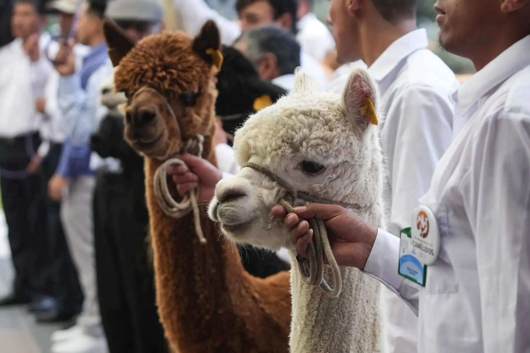 Este lanzamiento es vital para resaltar que el Perú es el primer productor mundial de fibra de alpaca y vicuña, y el país que alberga la mayor población de camélidos en el mundo; superando los 4.5 millones de llamas, alpacas, vicuñas y guanacos, siendo la crianza de estas especies, la principal actividad económica agropecuaria de más de 90 mil familias, con quienes se realiza un trabajo en conjunto.  
Foto: ANDINA/MIDAGRI