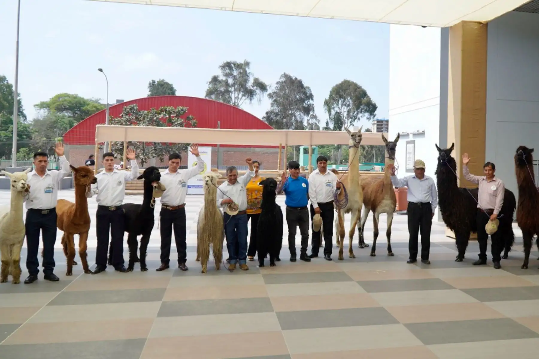 En la actividad participaron diversas autoridades del sector, el gobernador regional de Pasco, representantes de la FAO, entre otros. Asimismo, se realizó una exhibición de ejemplares de llamas y alpacas, una zona de la ruta de la fibra a cargo de artesanas de Puno, Cusco, Pasco y Huancavelica
Foto: ANDINA/MIDAGRI