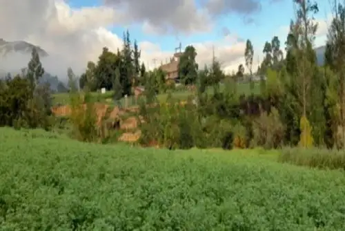 En el altiplano la disminución de lluvias durante los días previos viene retardando el crecimiento de pastizales.
