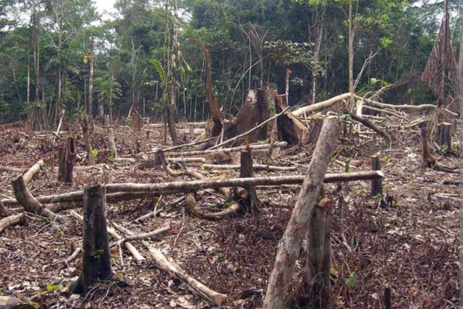 San Martín: aúnan criterios para frenar el incremento de la tala indiscriminada