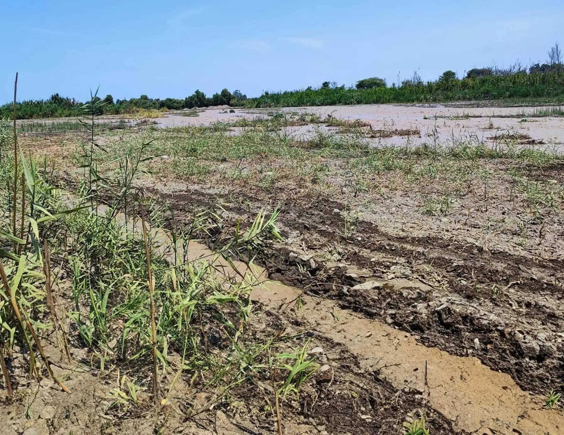 Más de 200 hectáreas de cultivo resultaron afectadas por el desborde del río Pisco en el distrito de Humay, en la provincia iqueña de Pisco. ANDINA/Difusión