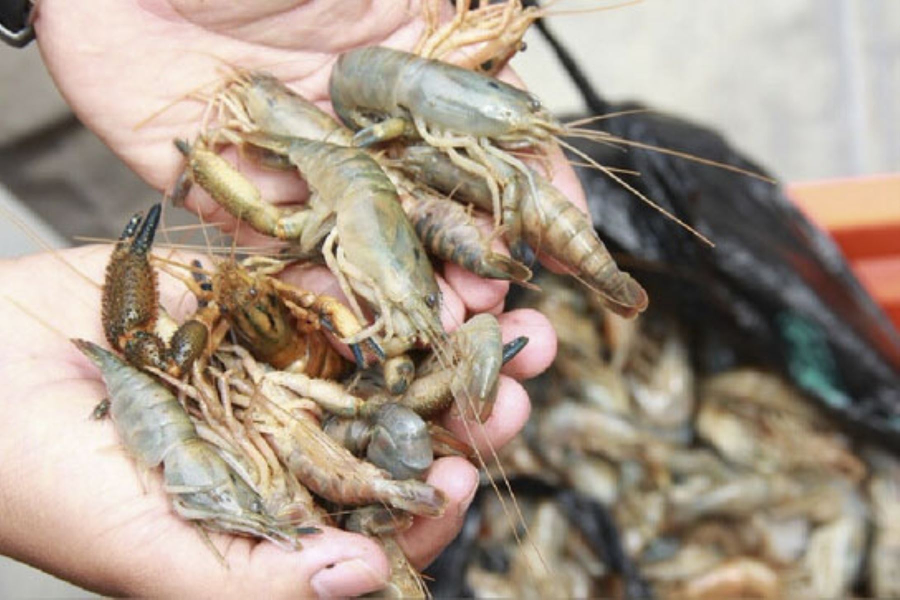 La veda del camarón de río culmina el 31 de marzo del 2004, según dispuso el Ministerio de la Producción. Foto: Difusión