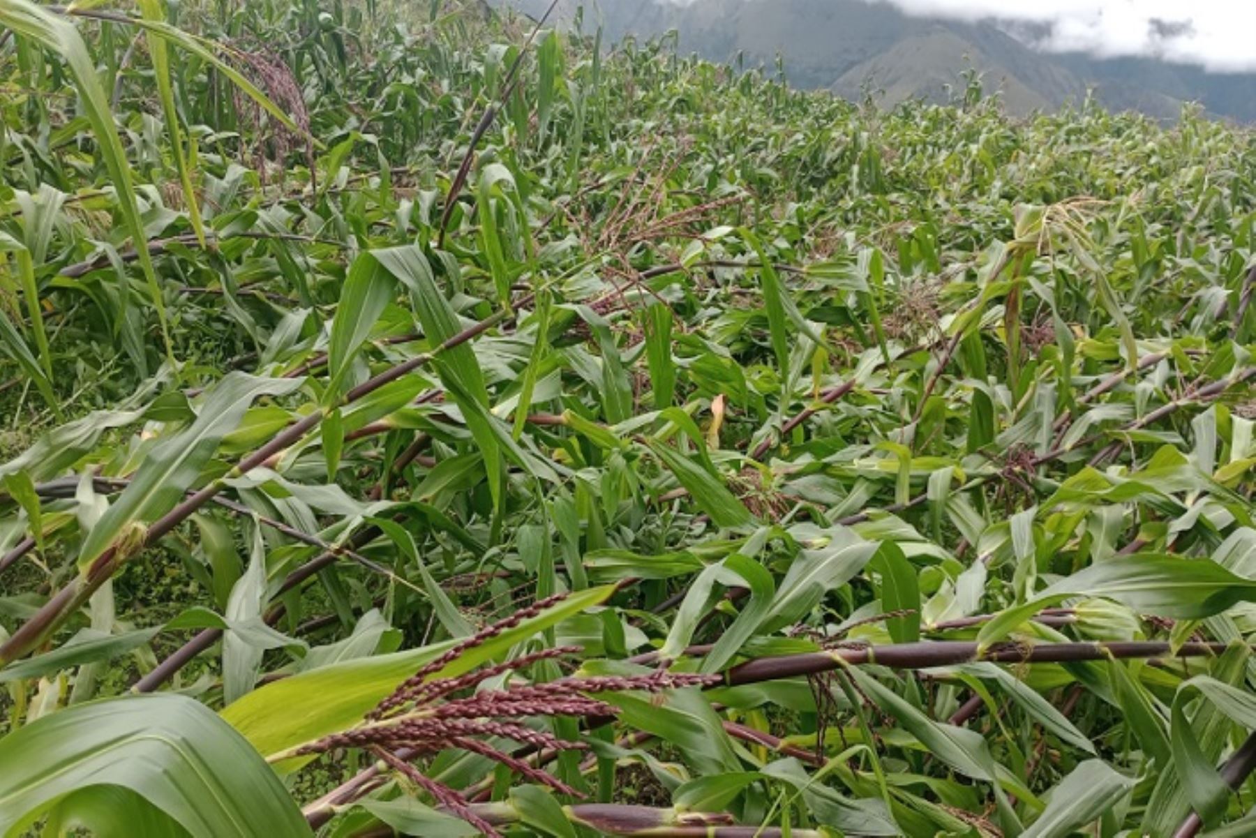 En el distrito de San Pedro de Coris también se registraron daños en los cultivos de los centros poblados de Unión Panty y Piscos.