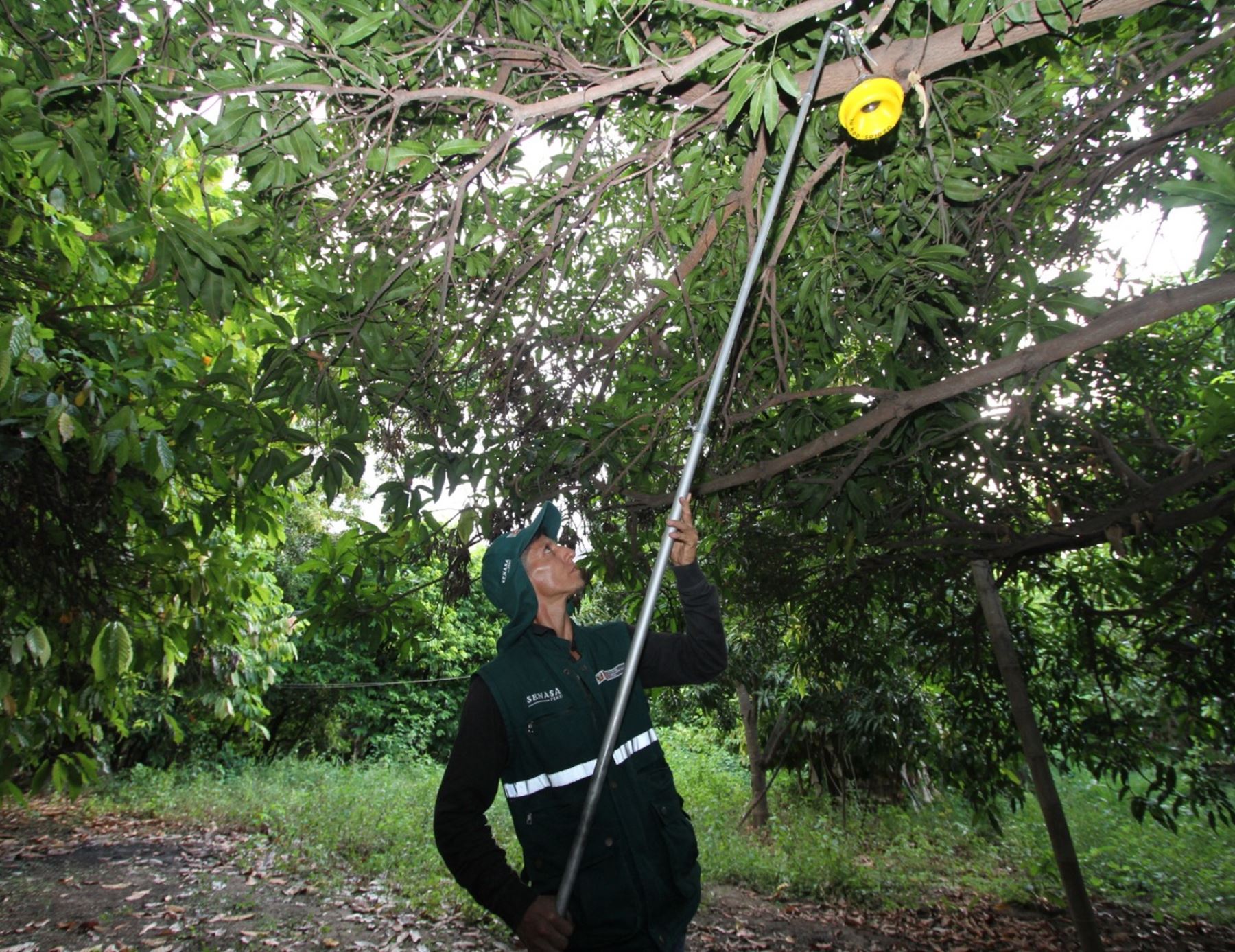 Más de 70,000 productores agrícolas de Piura, Tumbes, Lambayeque, Cajamarca, La Libertad, Cusco, Amazonas y Apurímac se benefician con las acciones para la erradicación de la plaga de mosca de la fruta. ANDINA/Difusión