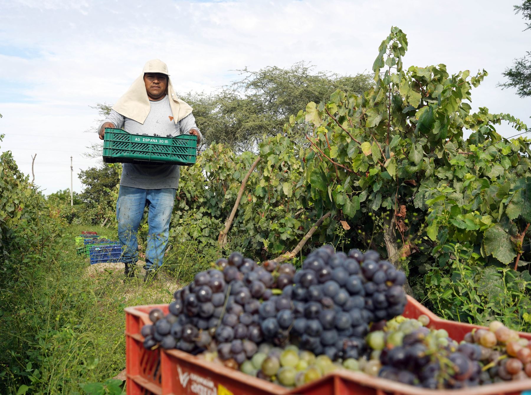 Productores vitivinícolas de Ica adelantan un mes la cosecha de uva debido a la ola de calor que afecta a esa región y a toda la costa norte y central del país. Foto: Genry Bautista