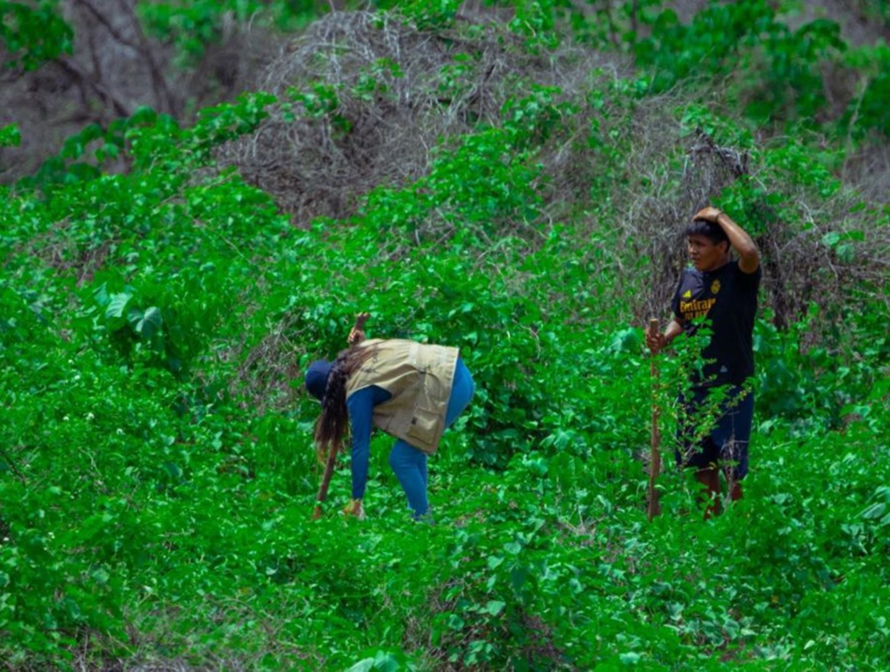 Sernanp siembra especies forestales, como algarrobo y charán, en el distrito de Casitas, en Tumbes, para aprovechar la temporada de lluvias ANDINA/Difusión