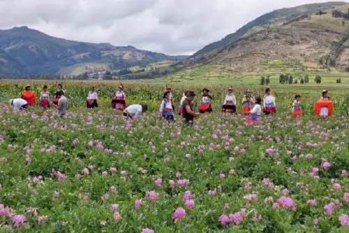 Esta fiesta genera,l que es el preámbulo de los carnavales en Huancayo, atrajo a numerosos visitantes que terminaron compartiendo el baile y el juego con todos los danzantes que se reunieron en las pampas San Isidro.