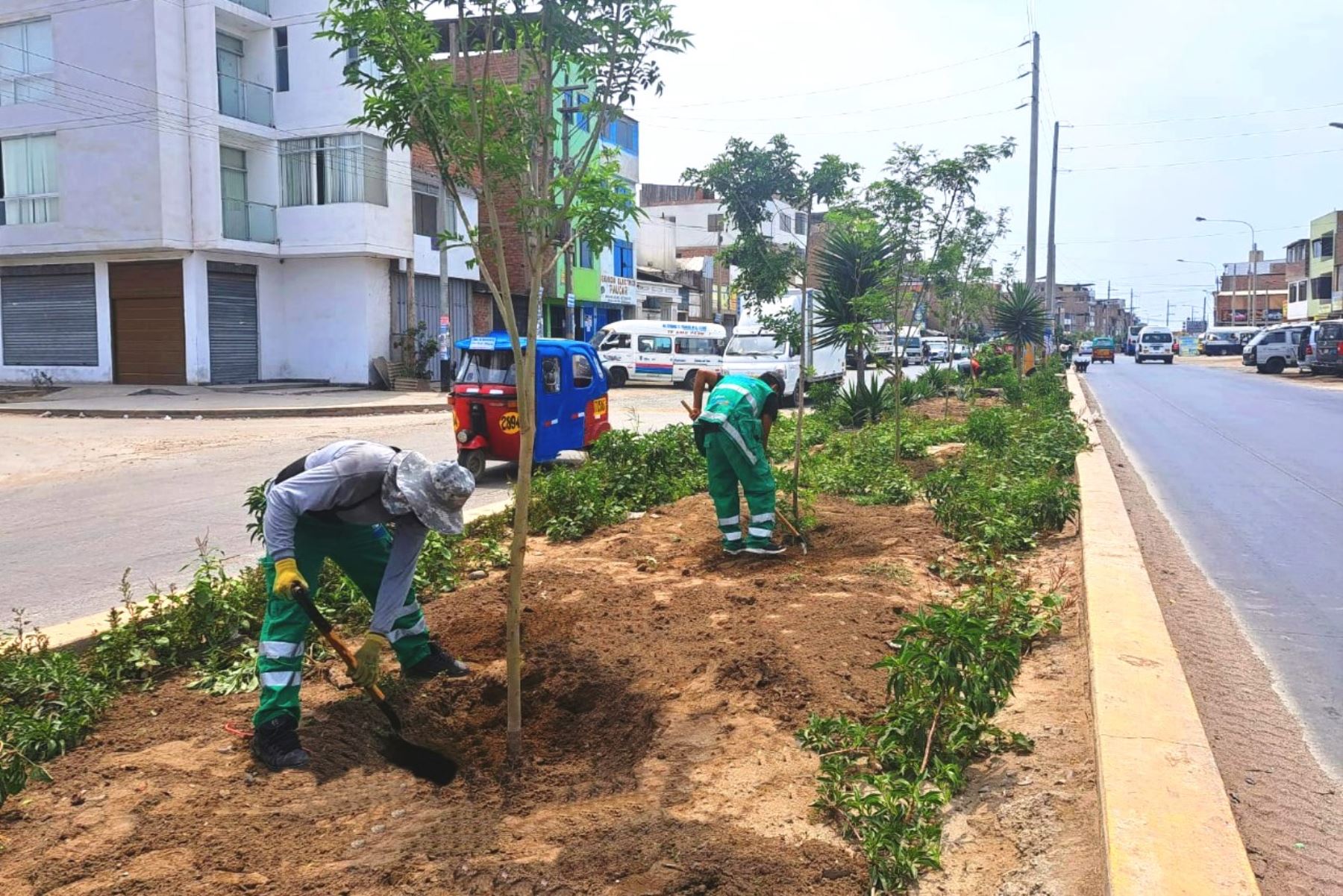 Villa El Salvador: más de 5,000 árboles serán plantados en el distrito. Foto: ANDINA/Difusión.