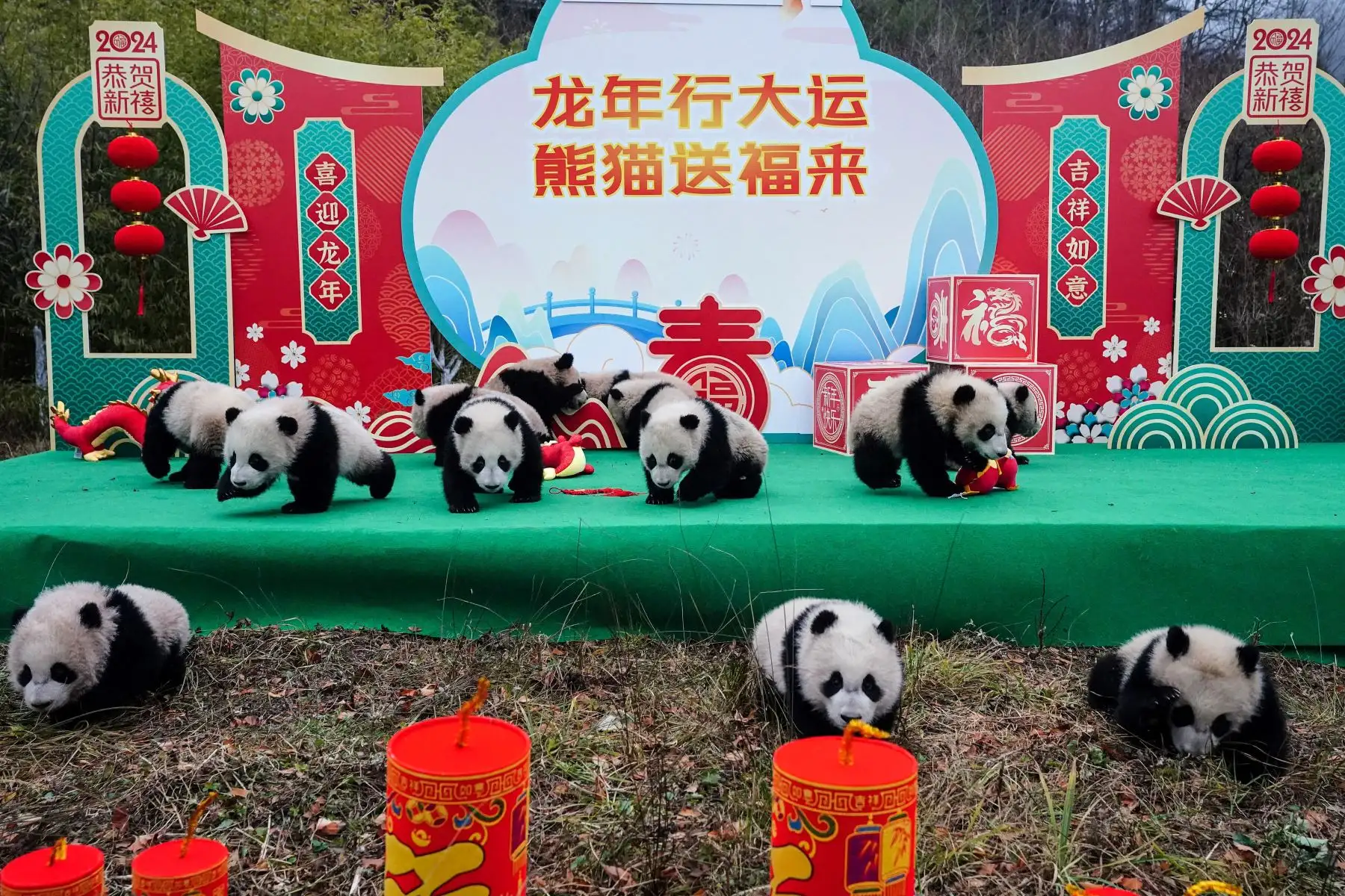 Cachorros de panda jugando con decoraciones festivas en la base de cría de Shenshuping de la Reserva Natural Nacional Wolong en Wenchuan, en la provincia de Sichuan, al suroeste de China, antes del Año Nuevo Lunar del Dragón.
Foto: AFP