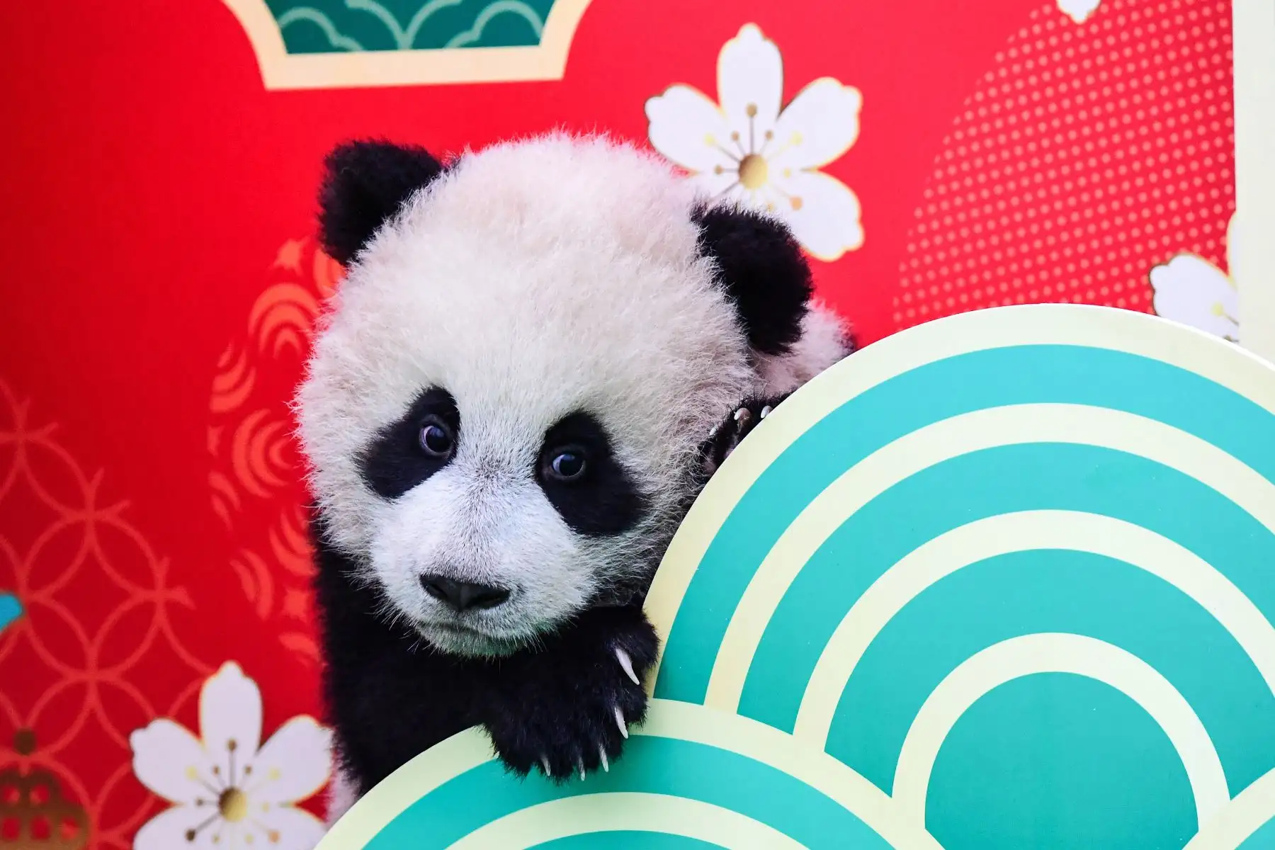Cachorro de panda jugando con adornos festivos en la base de cría de Shenshuping de la Reserva Natural Nacional Wolong en Wenchuan, en la provincia de Sichuan, al suroeste de China, antes del Año Nuevo Lunar del Dragón.
Foto: AFP