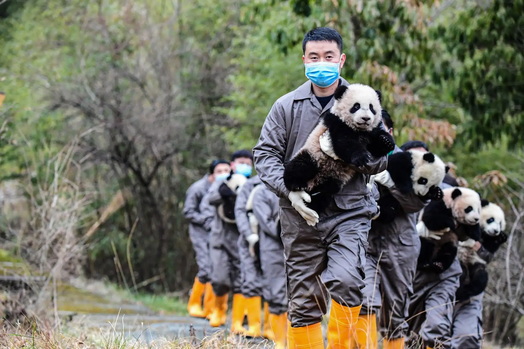 Cuidadores de pandas sosteniendo a sus cachorros en la base de cría de Shenshuping de la Reserva Natural Nacional Wolong en Wenchuan, en la provincia de Sichuan, al suroeste de China, antes del Año Nuevo Lunar del Dragón.
Foto: AFP