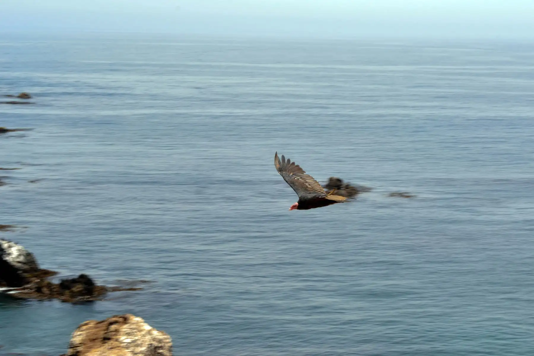 La Reserva Nacional Punta San Juan es el hábitat de los pingüinos de Humboldt, lobos marinos, guanayes y una gran variedad de aves marinas.
Foto: ANDINA/Genry Bautista