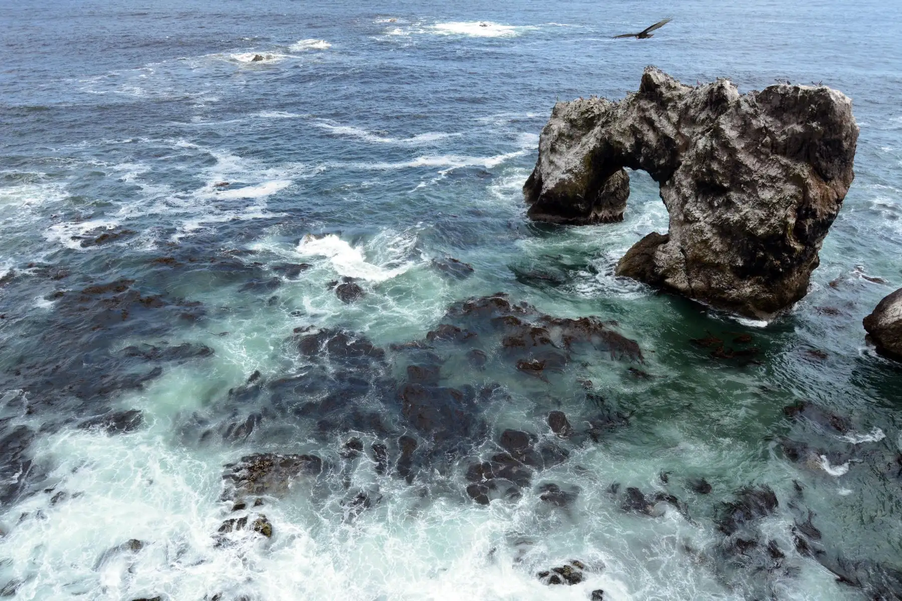 La Reserva Nacional Punta San Juan es el hábitat de los pingüinos de Humboldt, lobos marinos, guanayes y una gran variedad de aves marinas. Foto: ANDINA/Genry Bautista