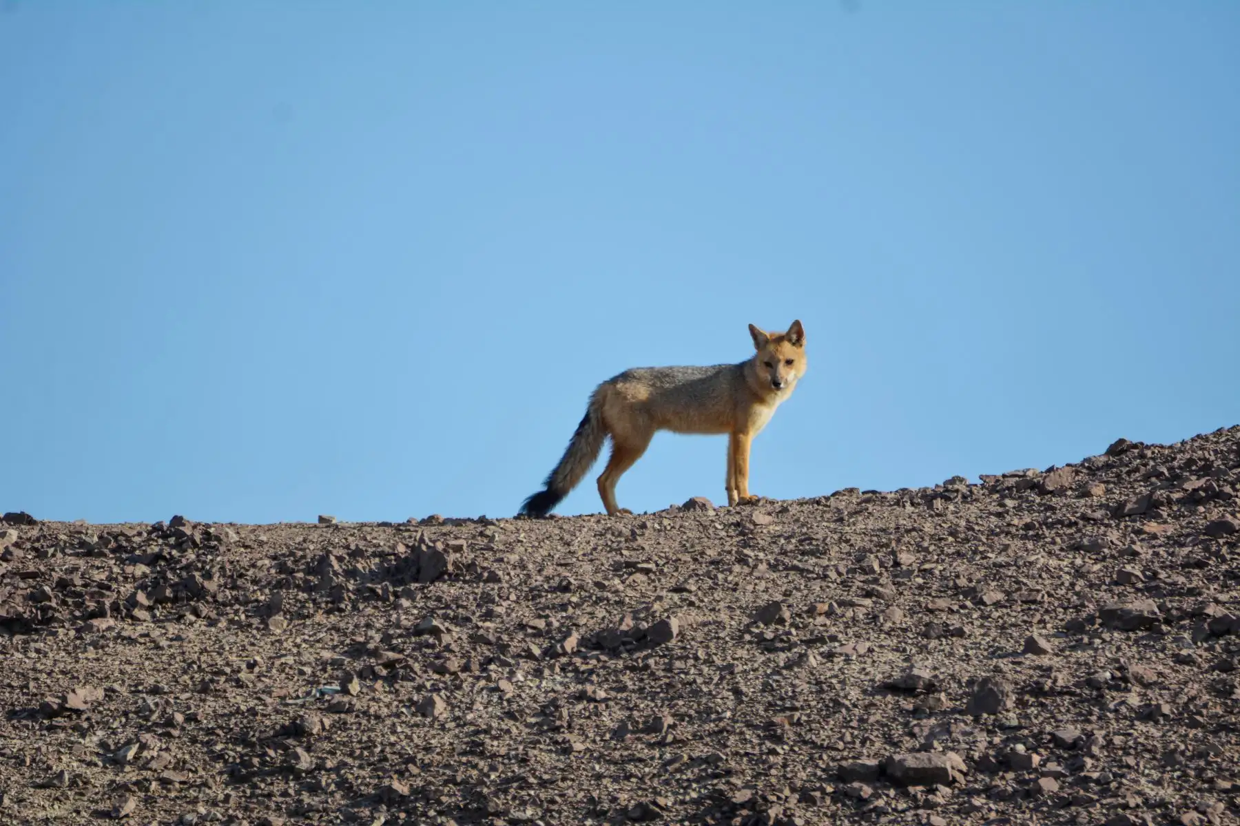 La Reserva Nacional Punta San Juan es el hábitat de los pingüinos de Humboldt, lobos marinos, guanayes y una gran variedad de aves marinas. Foto: ANDINA/Genry Bautista