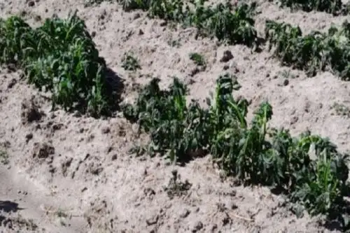 Este miércoles, varias localidades puneñas informaron sobre un día muy lluvioso y extremadamente lluvioso en Puno, asociada a la DANA Fausto.