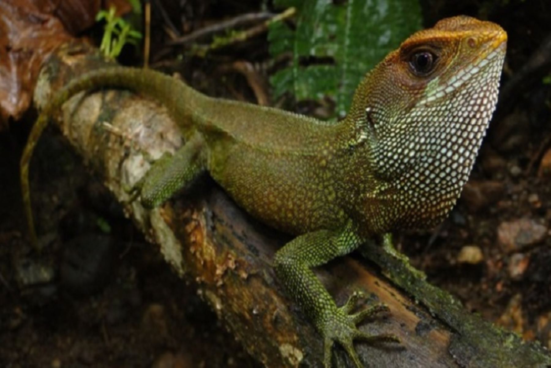 Estudio revela además que, en las últimas tres décadas, la exploración herpetológica de los Andes del norte del Perú ha permitido descubrir 35 especies de lagartos.