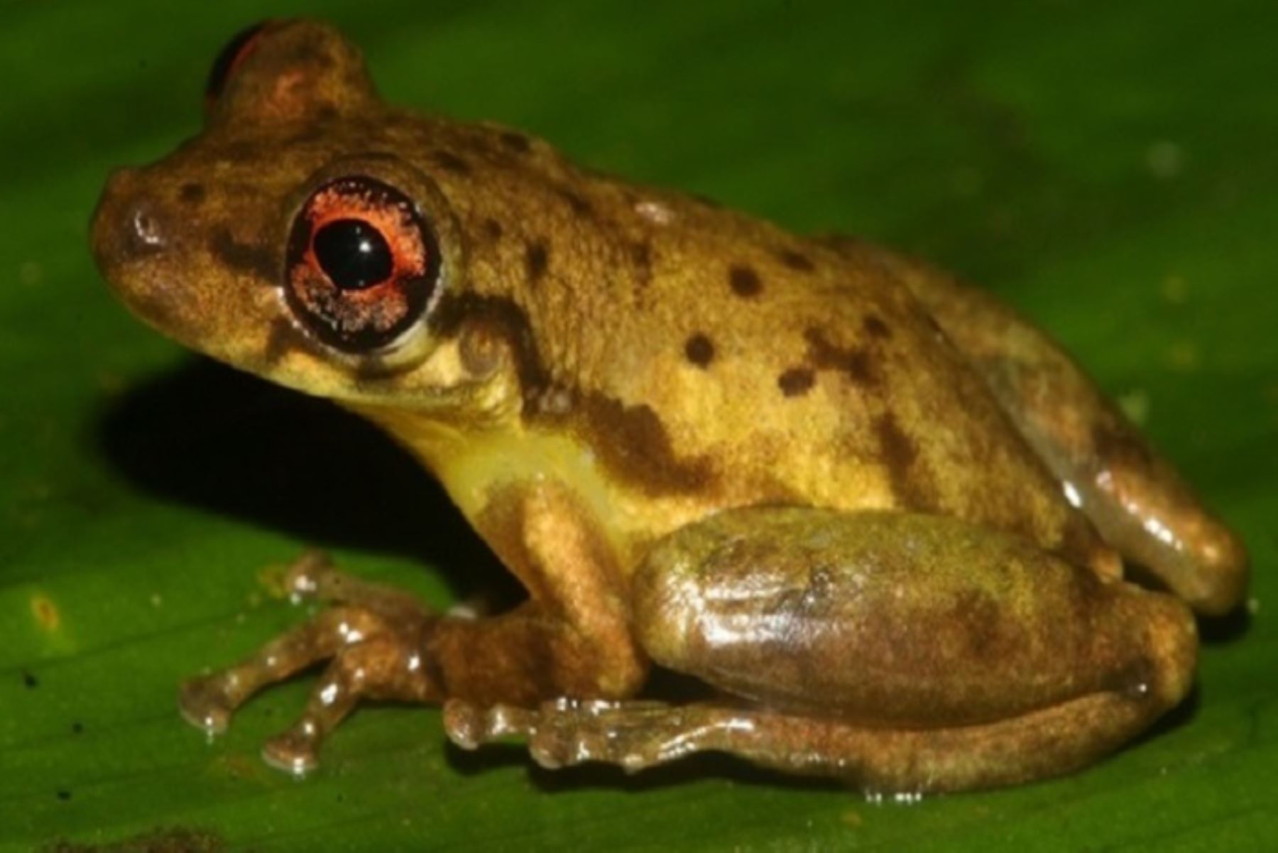 Esta especie denominada Scinax ushiniauae, se diferencia de otras por su tamaño, patrones de color y características en su canto, aunque comparte similitudes morfológicas con la especie Scinax strussmannae.