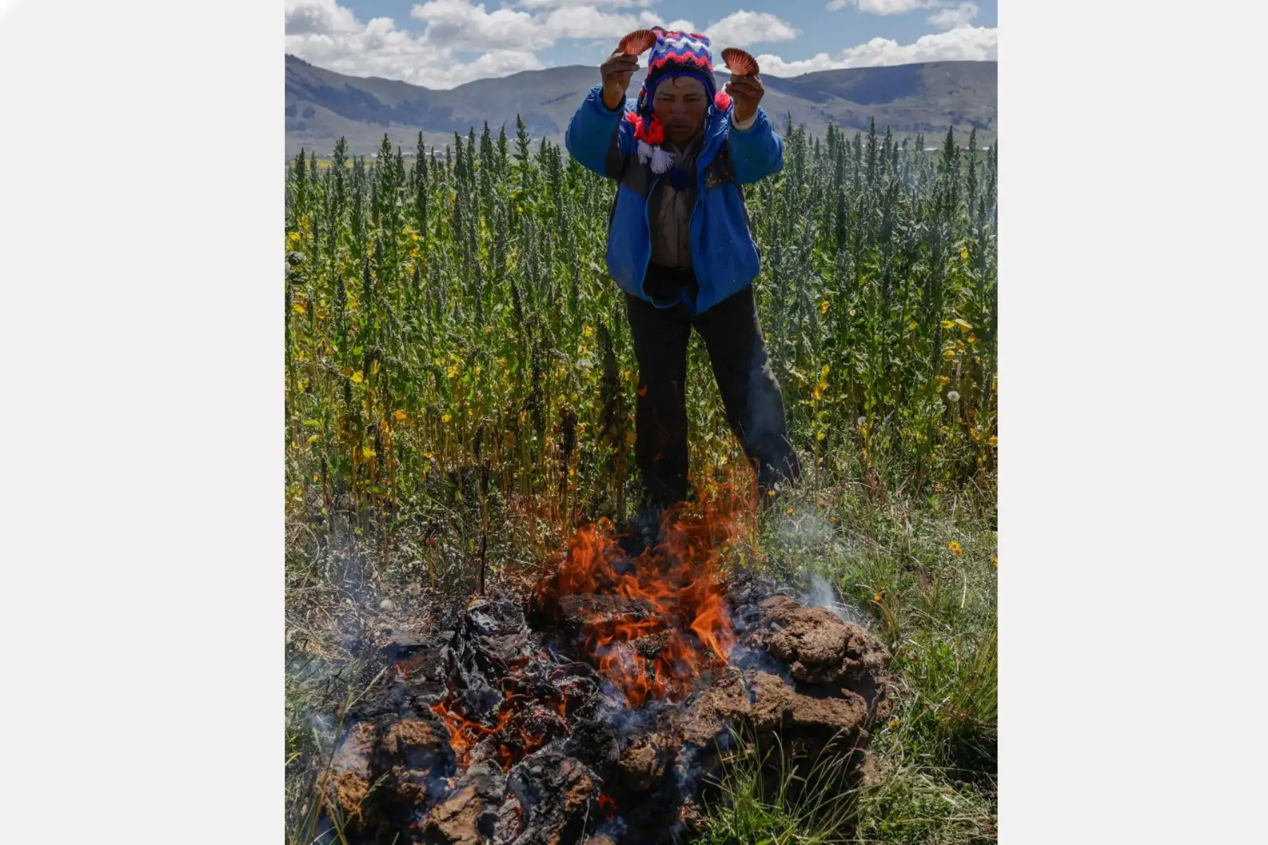 Un campesino hace una ofrenda a la tierra en un Waru Waru en un campo en e Acora en Puno a 3,832 m.s.n.m.,  el 1 de febrero de 2024. El Waru Waru es una antigua tecnología andina caracterizada por el manejo del agua y el suelo, la selección de semillas, la rotación de cultivos y el microclima, según explica el ingeniero agrónomo Gastón Quispe. Foto: AFP