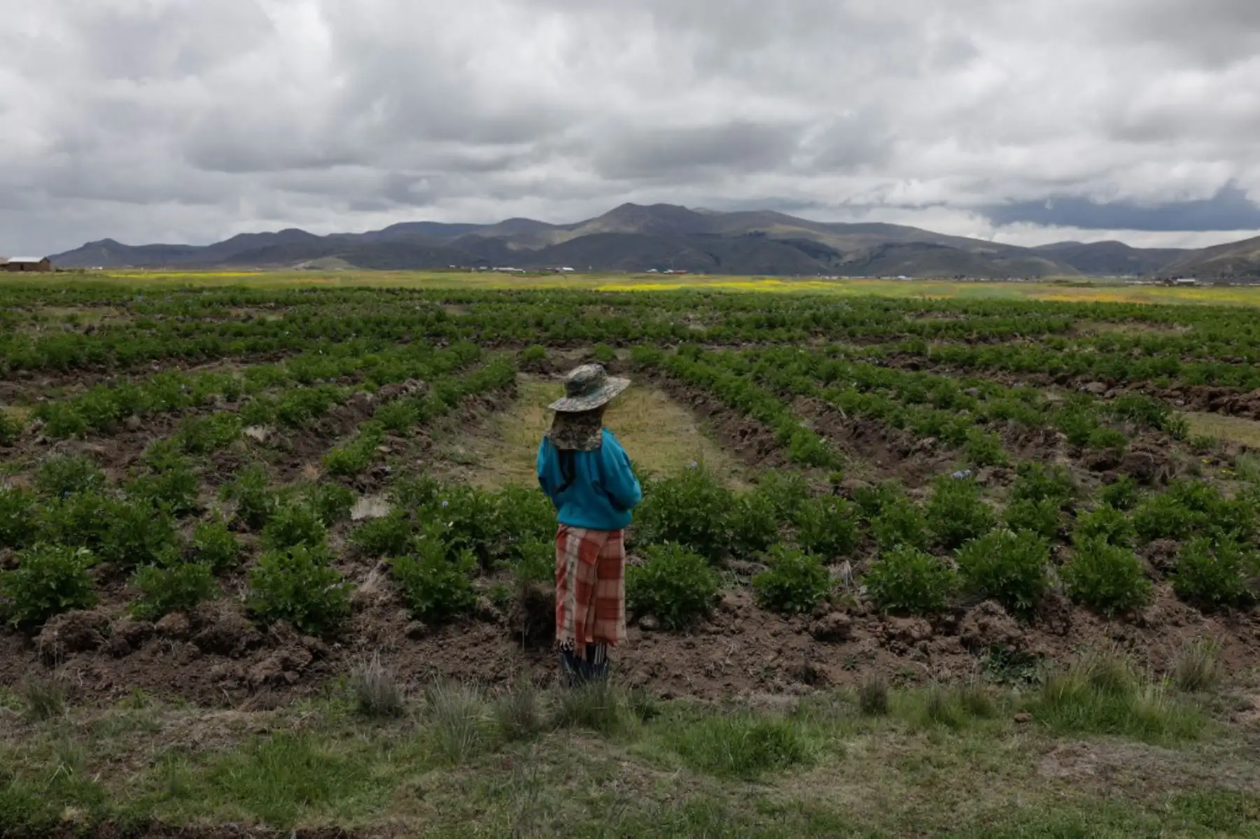 Un campesino de la comunidad Caritamaya se encuentra al borde de un Waru Waru, una antigua técnica agrícola, en un campo en el distrito de Acora en Puno a 3,832 m.s.n.m. sobre el nivel del mar. El Waru Waru es una antigua tecnología andina caracterizada por el manejo del agua y el suelo, la selección de semillas, la rotación de cultivos y el microclima, según explica el ingeniero agrónomo Gastón Quispe. Foto: AFP