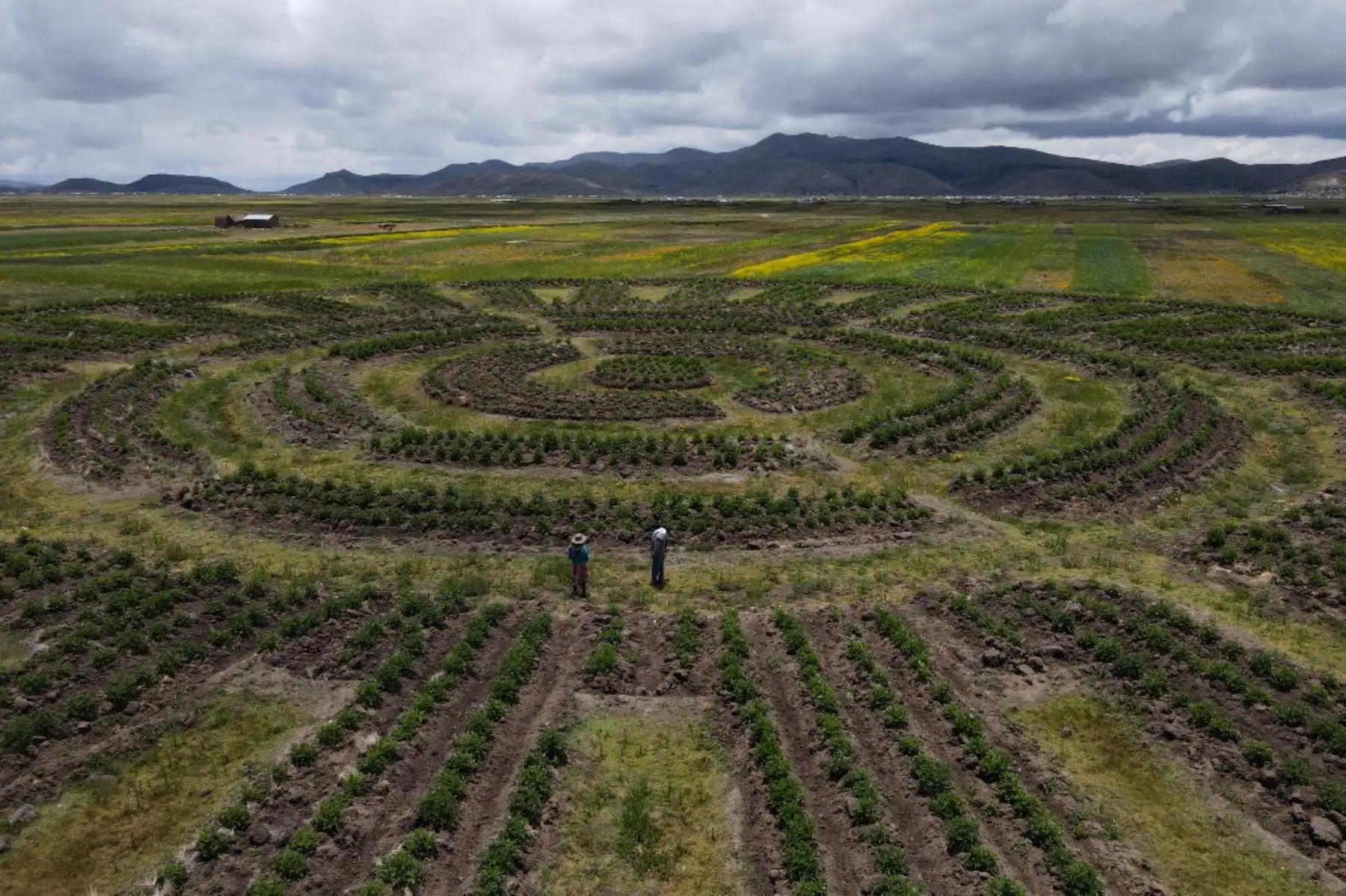 Vista aérea revela geoglifos fabricados por la comunidad de Caritamaya siguiendo un sistema agrícola ancestral llamado Suka Q