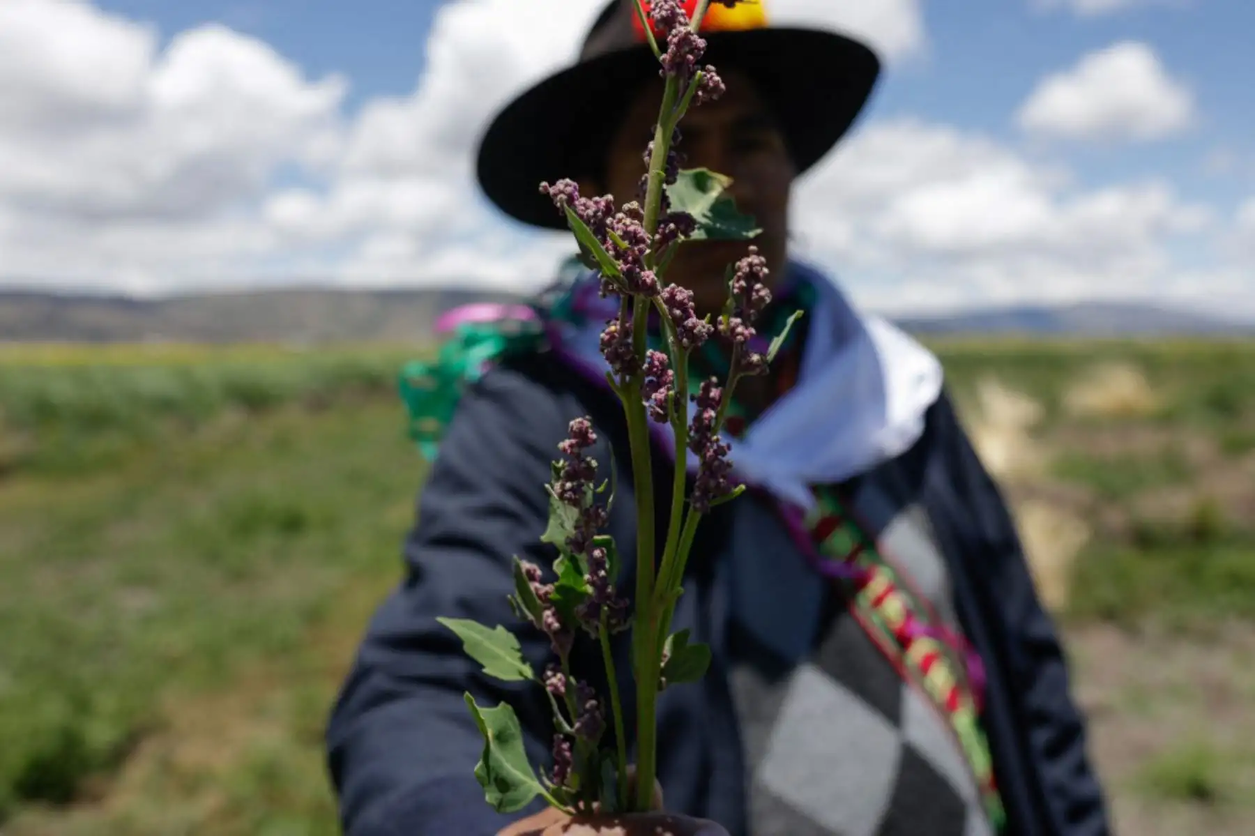 Un campesino sostiene una rama de Quinua cultivada utilizando la técnica agrícola llamada Waru Waru, en un campo en el distrito de Acora en Puno a 3,832 m.s.n.m. El Waru Waru es una antigua tecnología andina caracterizada por el manejo del agua y el suelo, la selección de semillas, la rotación de cultivos y el microclima, según explica el ingeniero agrónomo Gastón Quispe. Foto: AFP
