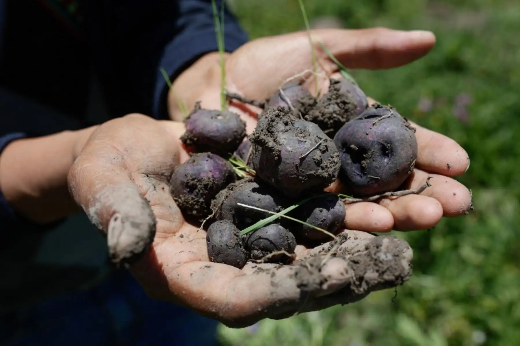 Un campesino sostiene un puñado de papas nativas cultivadas utilizando la antigua técnica agrícola llamada Waru Waru, en Acora en Puno,  a 3,832 m.s.n.m., el 1 de febrero de 2024. El Waru Waru es una antigua tecnología andina caracterizada por el manejo del agua y el suelo, la selección de semillas, la rotación de cultivos y el microclima. Foto: AFP