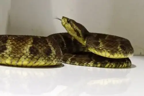 El nacimiento de las 24 crías jergón coincide con el 106 aniversario del Museo de Historia Natural de la UNMSM que se celebrará este 28 de febrero. ANDINA/ UNMSM.