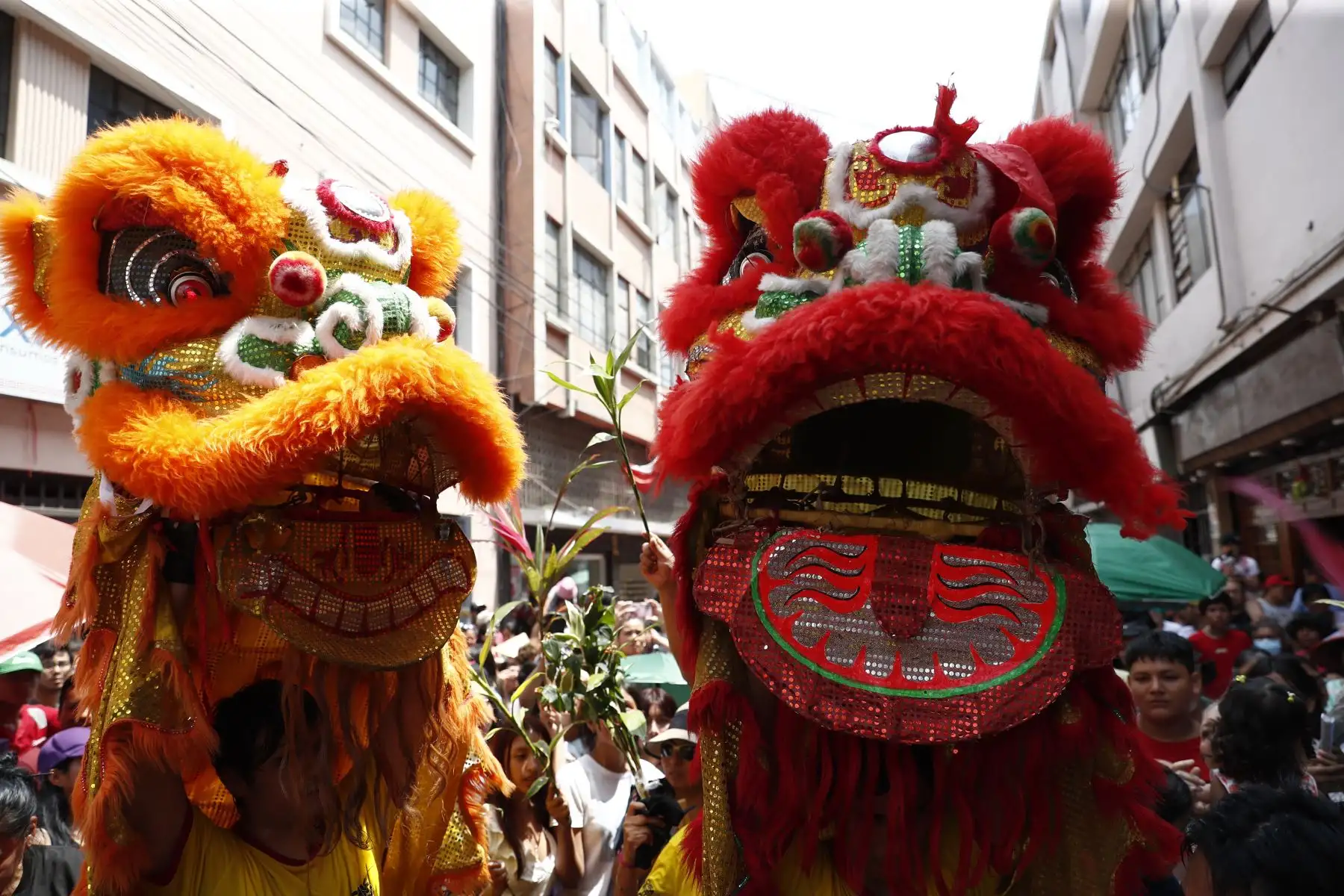 En el marco de las celebraciones por el inicio del Año Nuevo Lunar hoy 12 de febrero, en el Cercado de Lima se realizó la tradicional danza del Dragón y el León, que según la creencia china hacen posible que los grandes espíritus se manifiesten con sus dones de protección y buena fortuna. Foto: ANDINA/Daniel Bracamonte