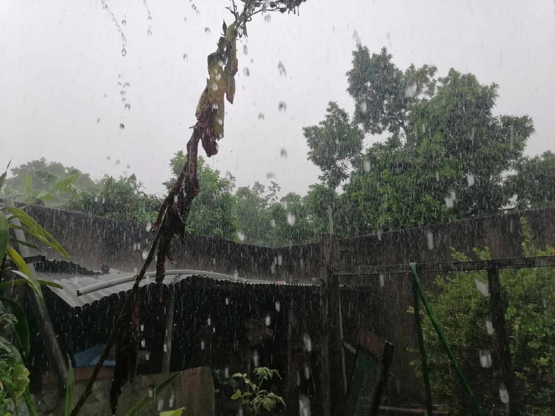 Las lluvias intensas afectarán a diversas localidades de la región Ucayali, informó el Senamhi.