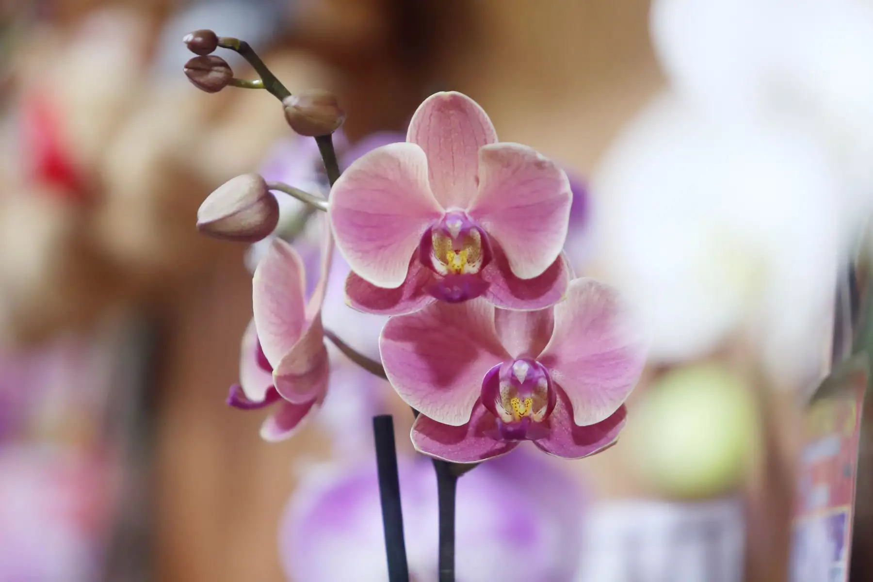 Días previos del 14 de febrero, ya se vive el San Valentín en los distintos mercados de flores de Lima, los comerciantes ofrecen sus mejores ofertas para esta celebración  Foto: ANDINA/Ricardo Cuba