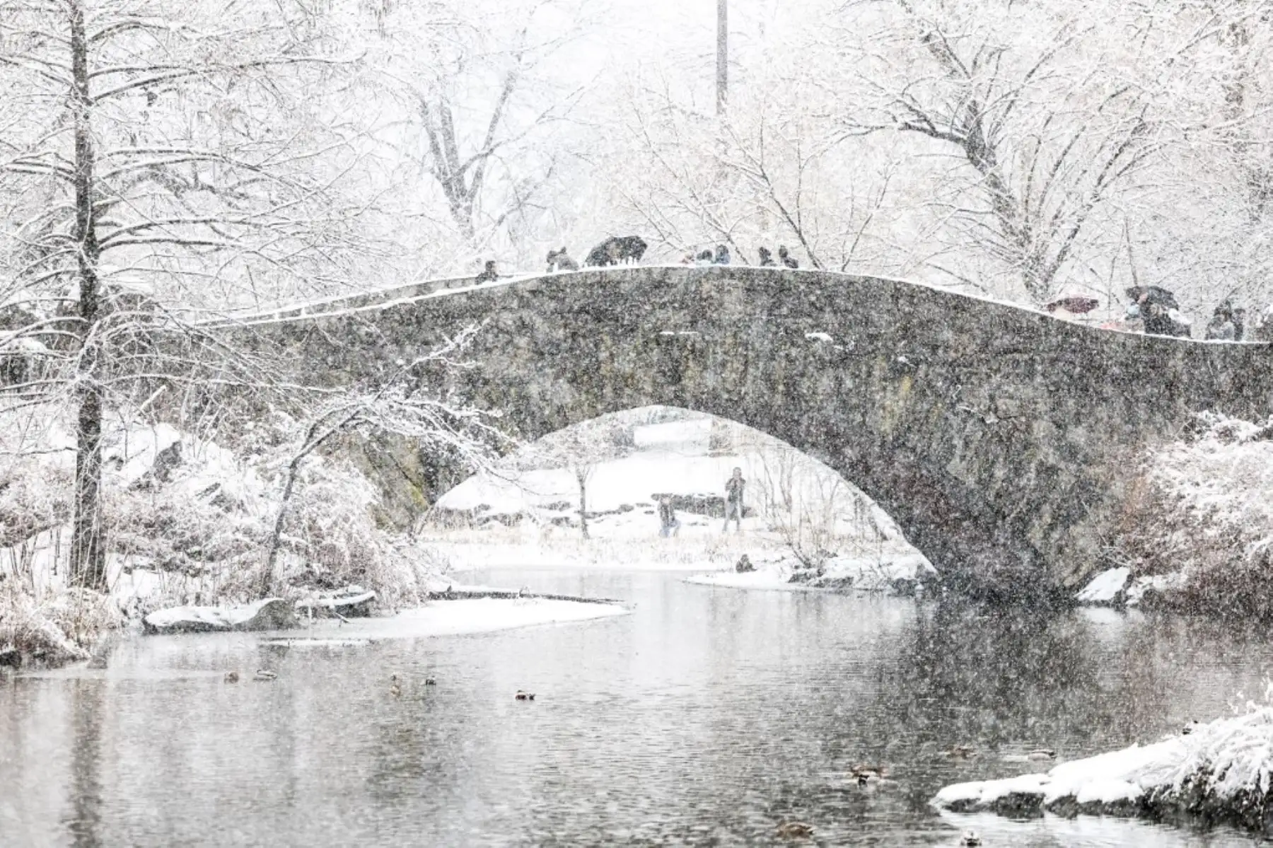 El Servicio Meteorológico Nacional (NWS) anunció que desde el alba han caído "de una a dos pulgadas (de 2,5 a 5 cm) de nieve por hora" en algunas zonas del área metropolitana de Nueva York, sobre todo en los suburbios residenciales del condado de Westchester, al norte de la ciudad, encajonado entre el océano Atlántico y el río Hudson. Foto: AFP
