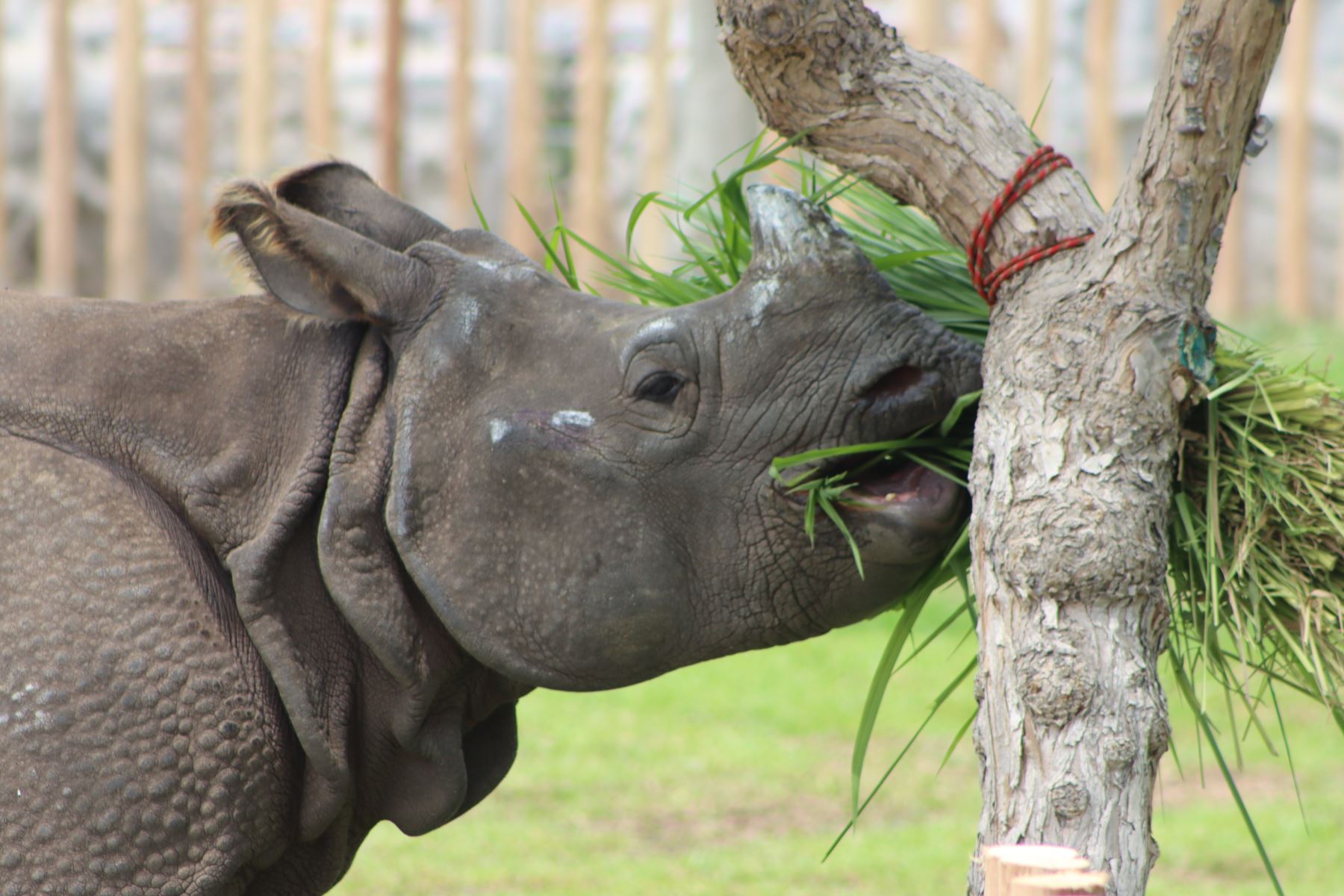 Tras su llegada a la capital desde el zoológico de Plackendale en Bélgica, este rinoceronte hembra (Rhinoceros Unicornis) fue trasladado a las instalaciones del Parque de las Leyendas. ANDINA/ Parque de la Leyendas.