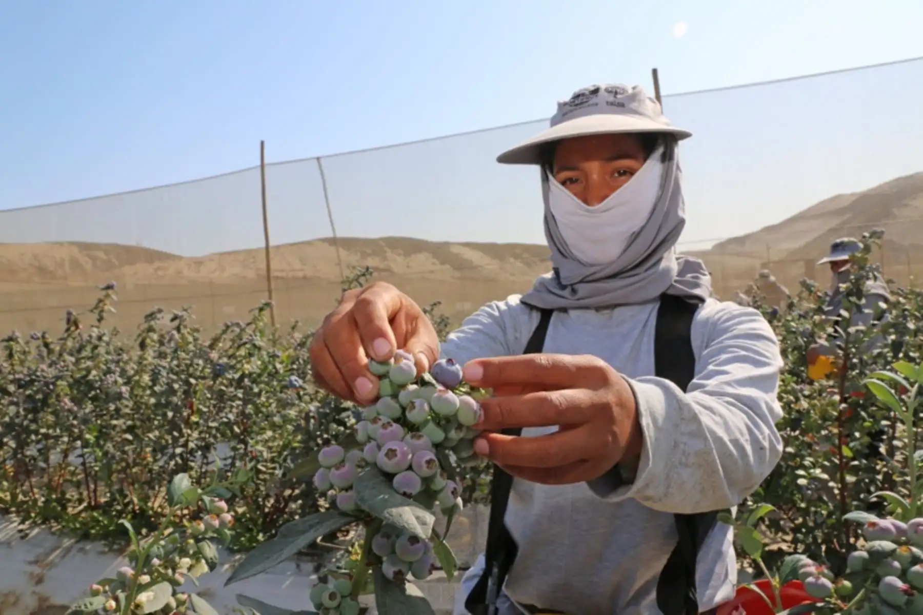 El Ministerio de Desarrollo Agrario y Riego suscribió el acta de inicio de negociaciones para la firma del contrato Gobierno a Gobierno entre Perú y Canadá, que permitirá la ejecución de la tercera etapa del Proyecto Especial Chavimochic, en beneficio de 129,500 productores del norte del país.