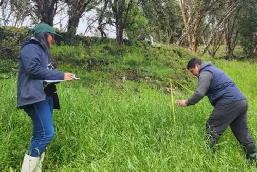 El Ministerio de Desarrollo Agrario y Riego, a través del Instituto Nacional de Innovación Agraria (INIA), implementará este año en Cajamarca el novedoso sistema de pastoreo “Regla Forrajera”, con la finalidad de generar tecnologías y protocolos, que mejoren la calidad y competitividad de la actividad ganadera en la región.
