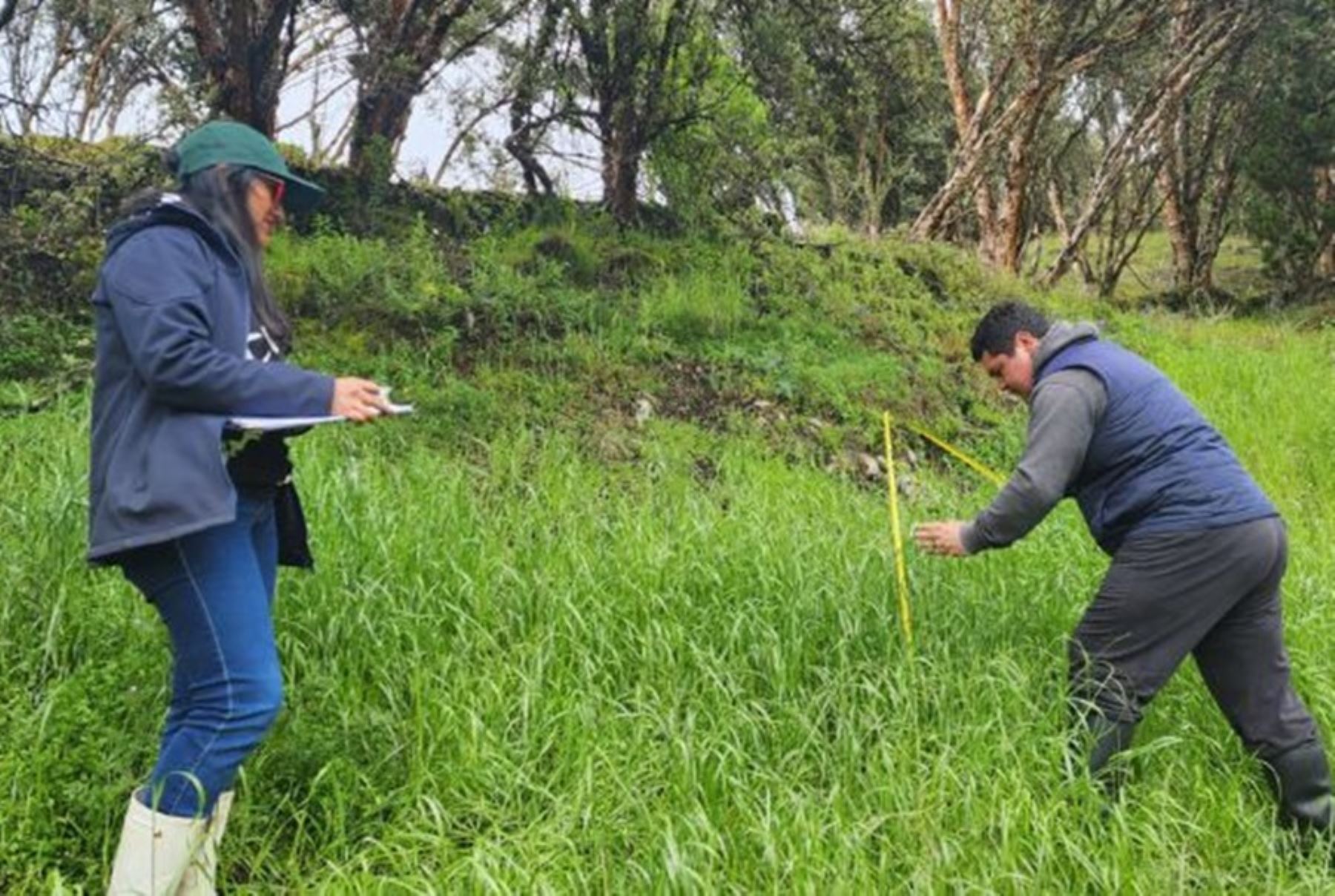 El Ministerio de Desarrollo Agrario y Riego, a través del Instituto Nacional de Innovación Agraria (INIA), implementará este año en Cajamarca el novedoso sistema de pastoreo “Regla Forrajera”, con la finalidad de generar tecnologías y protocolos, que mejoren la calidad y competitividad de la actividad ganadera en la región.