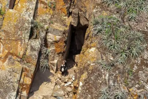 Solo otros dos nidos de similares características se reportaron en los últimos 40 años en el Perú, ambos localizados en la Reserva Nacional Illescas en la costa norte del país, en Piura.