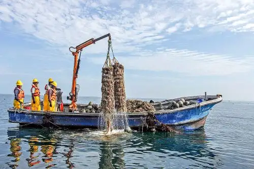 Sanipes exhortó a los productores acuícolas a cumplir la normativa para mantener la clasificación sanitaria de las áreas de producción de moluscos bivalvos, a fin de seguir comercializando su producción en el mercado nacional y la exportación a diversos destinos. Cortesía Produce