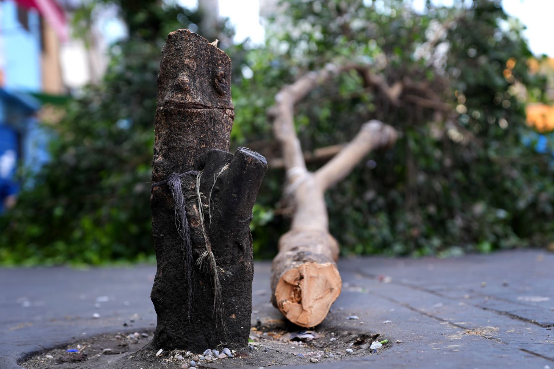 Un sujeto aprovechó la oscuridad de la noche para talar un árbol sembrado hace más de 20 años, en la cuadra 6 del jirón Antonio Bazo, La Victoria. Foto: ANDINA/difusión.