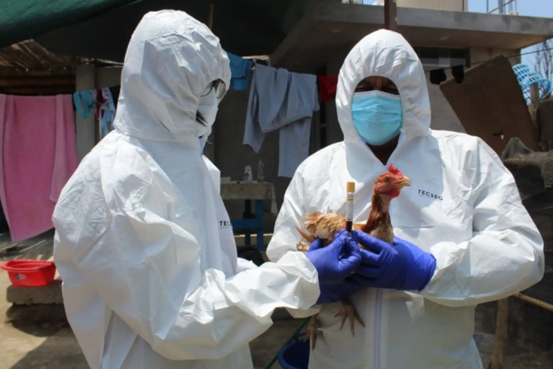 Se procedió a la disposición y el entierro de las aves afectadas, así como al sacrificio de todas las aves de la granja donde se detectó el caso positivo.