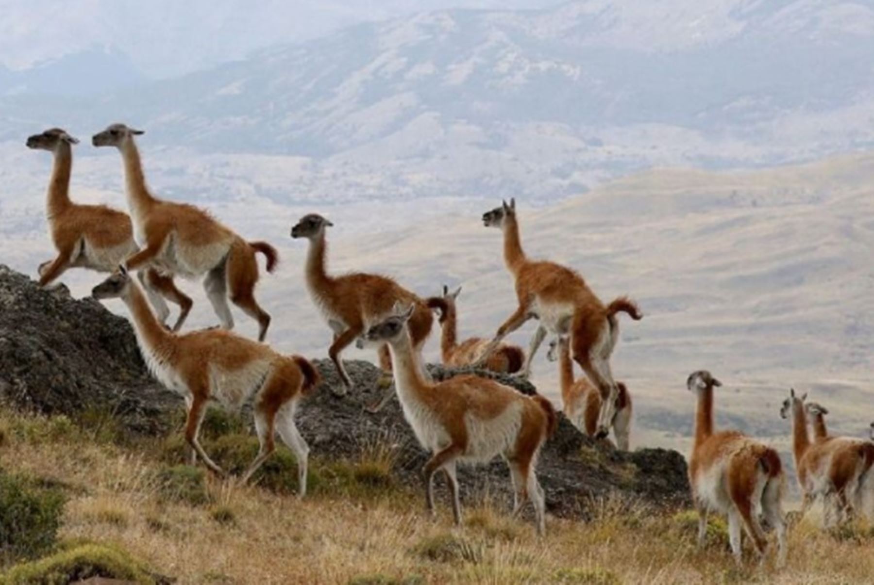 El guanaco y el pelícano peruano fueron incluidos en el Apéndice II de la Convención sobre la Conservación de las Especies Migratorias de Animales Silvestres (CMS), gracias a lo cual será posible propiciar acciones para su conservación y gestión sostenible, a través de acuerdos internacionales de cooperación.