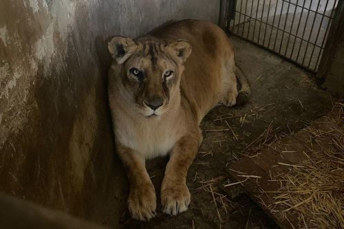 La leona Cori era un animal adulto, que presentaba distintos problemas patológicos a causa de la edad. Foto: ANDINA/Difusión