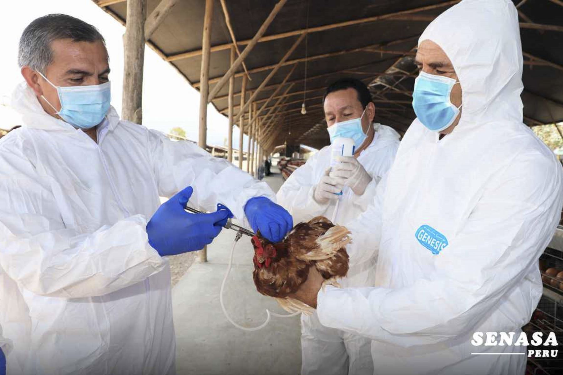 El brote de influenza aviar ya ha sido controlado en Chepén, por cuanto el reporte data de hace aproximadamente dos semanas. Foto: ANDINA/Difusión